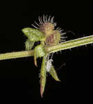 Piedmont bedstraw